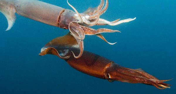 ปลาหมึกฮัมโบลต์ (Humboldt Squid)