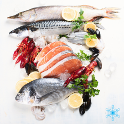 อาหารทะเลแช่แข็ง ราคาส่ง