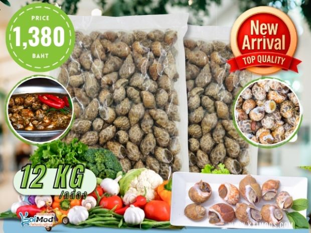 หอยหวานอินเดีย ราคาส่ง