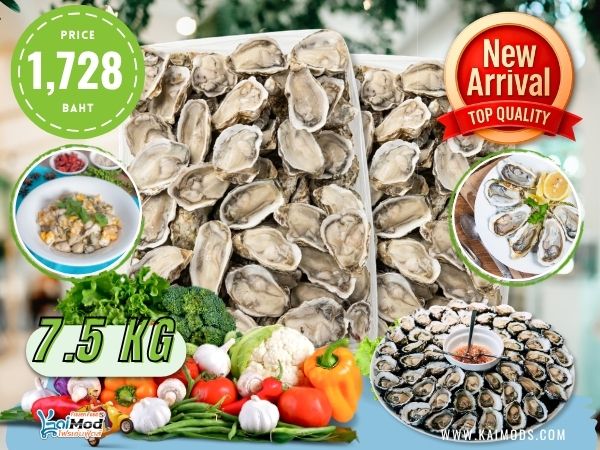 หอยนางรมเกาหลี ไซซ์ M