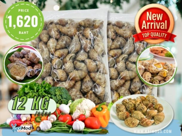 หอยหวานอินเดีย แช่แข็ง