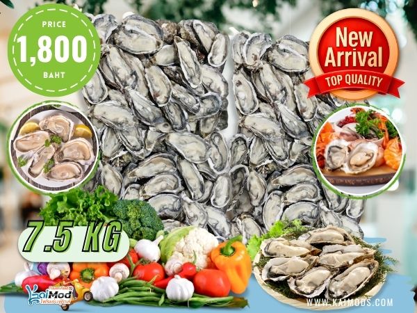 หอยนางรมเกาหลี แช่แข็ง