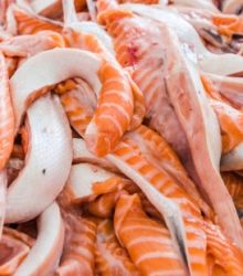 ท้องแซลมอนชาบู